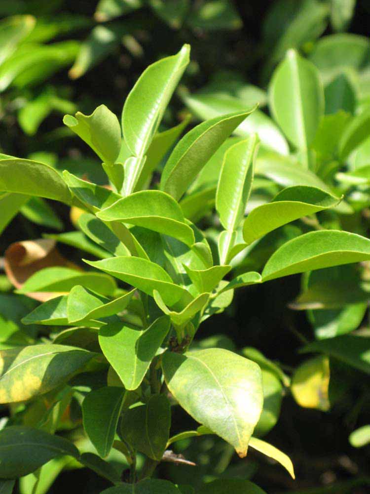              Sun leaves (Riverside, CA)       